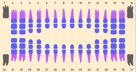 10.2024 EDR - tooth chart